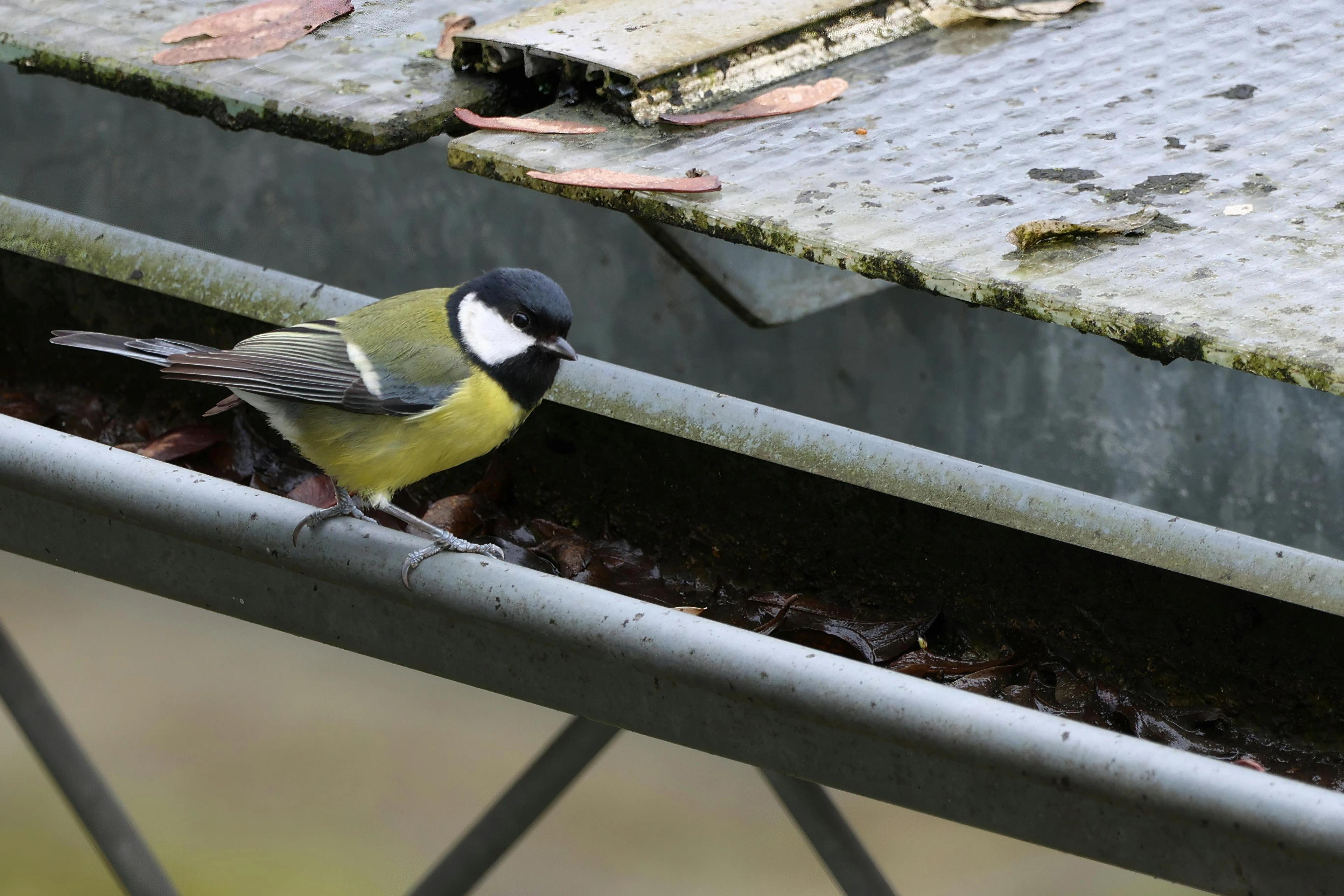 7 Signs It's Time to Replace Your Gutters (Before Water Damage Starts)