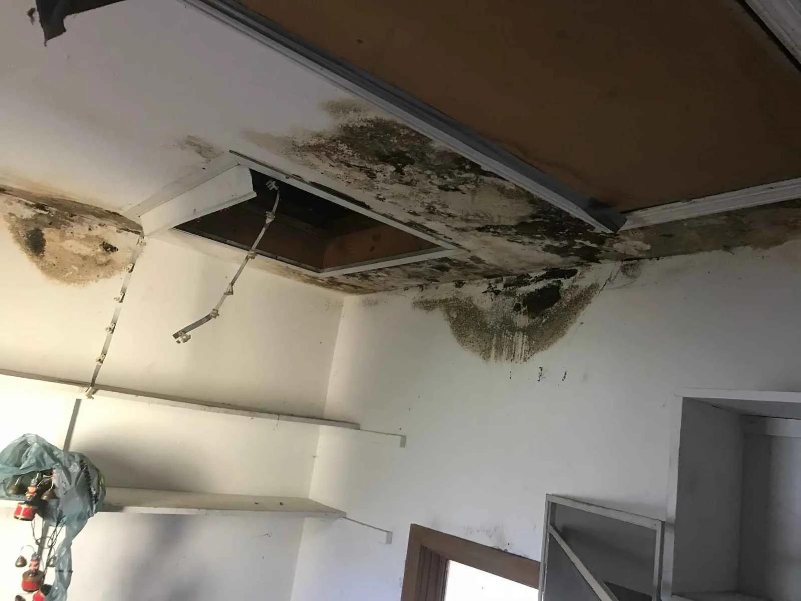 How Fast Does Mold Grow After Water Damage? A Timeline Every Ohio Homeowner Should Know